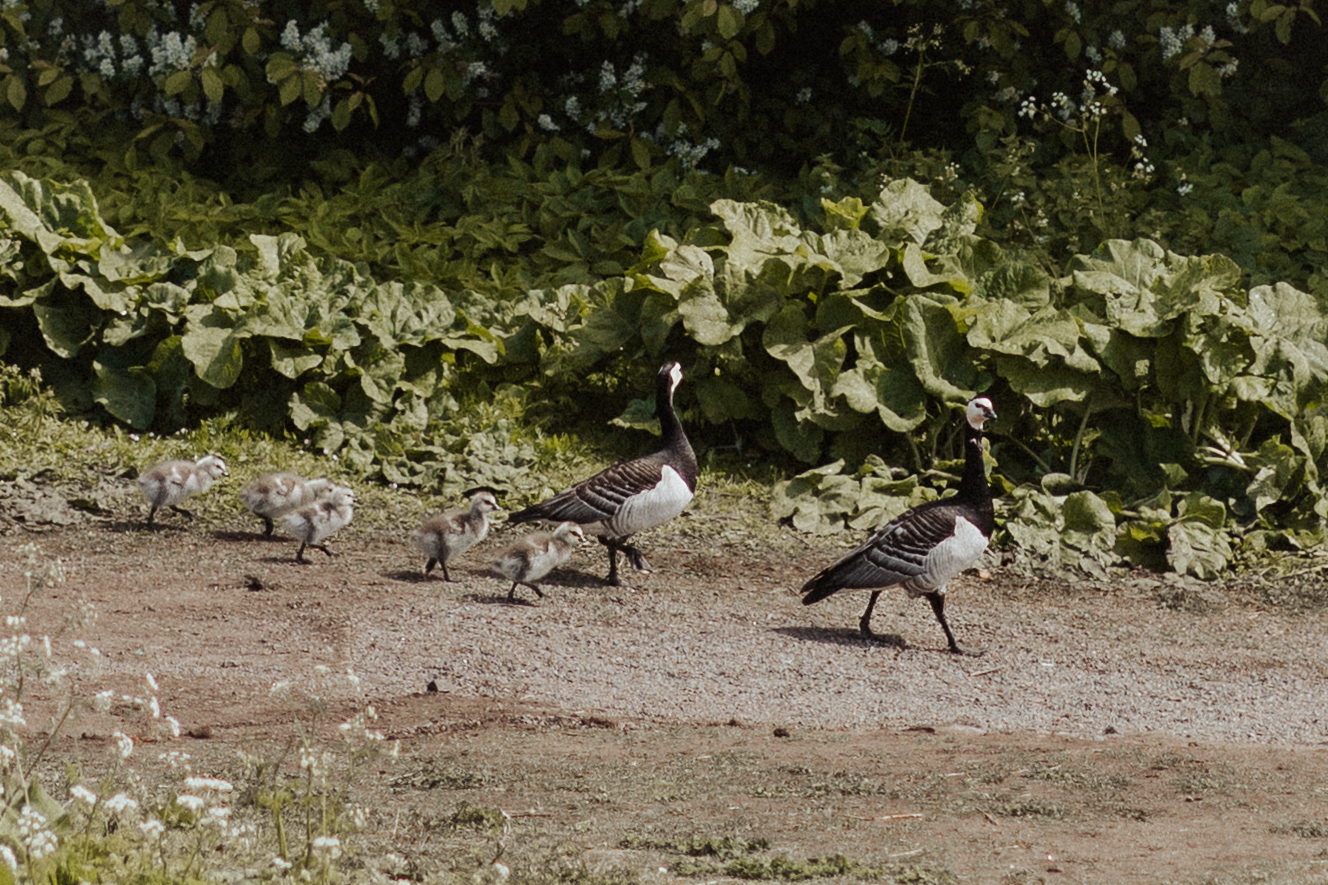 Bebek